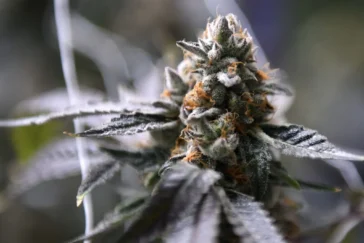New TABC Consumable Hemp Rule: What Texas License Holders Must Know (Effective June 22)